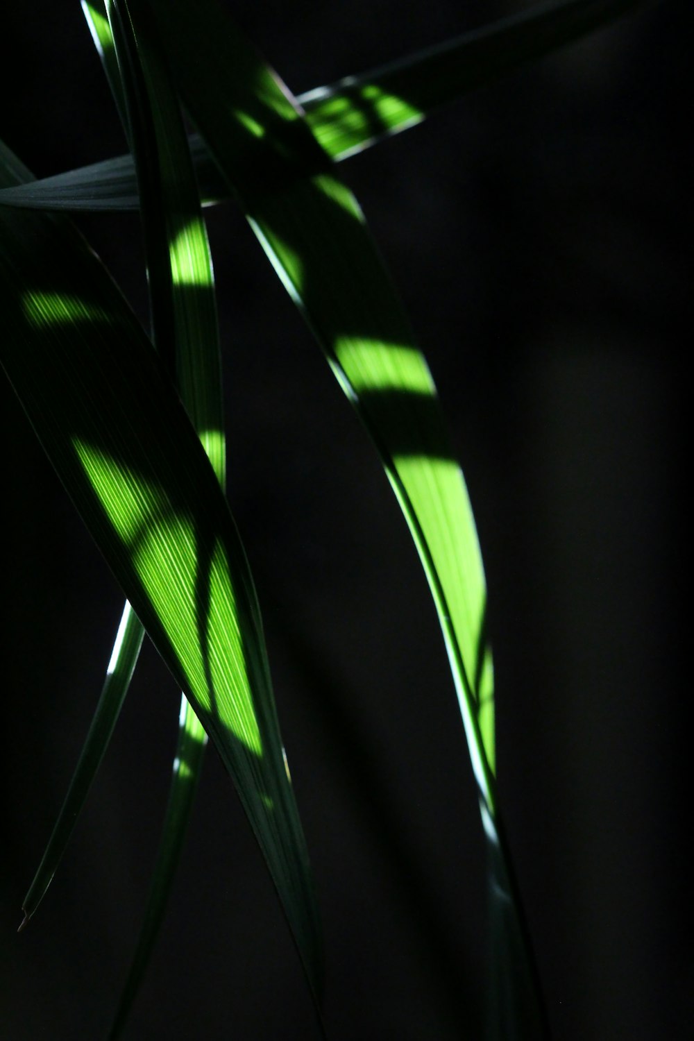 green leaf plant in close up photography