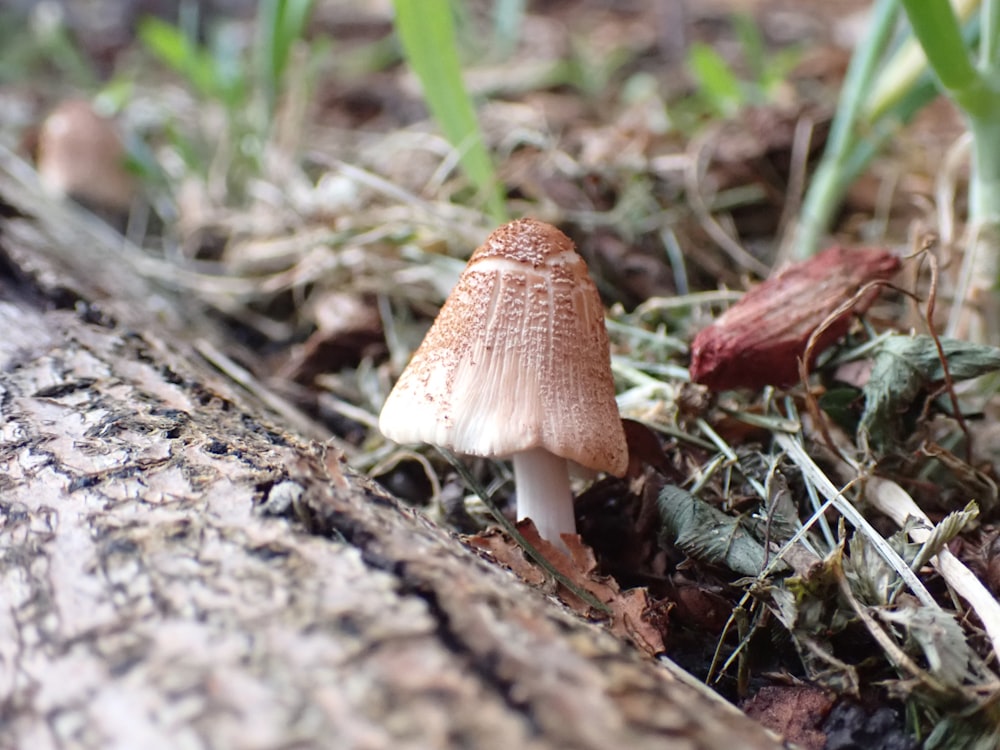 white and brown mushroom on brown soil