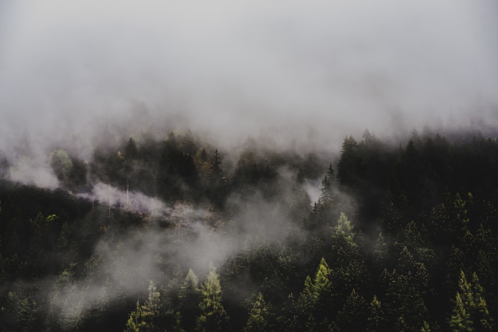 green trees covered with fog