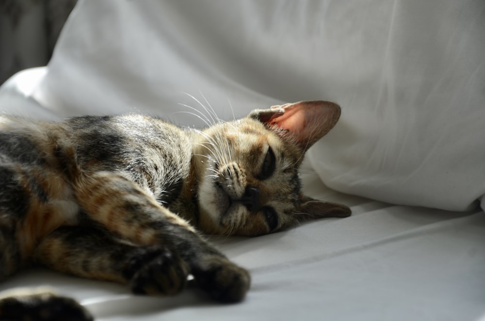 흰색 직물에 누워있는 갈색 얼룩 고양이