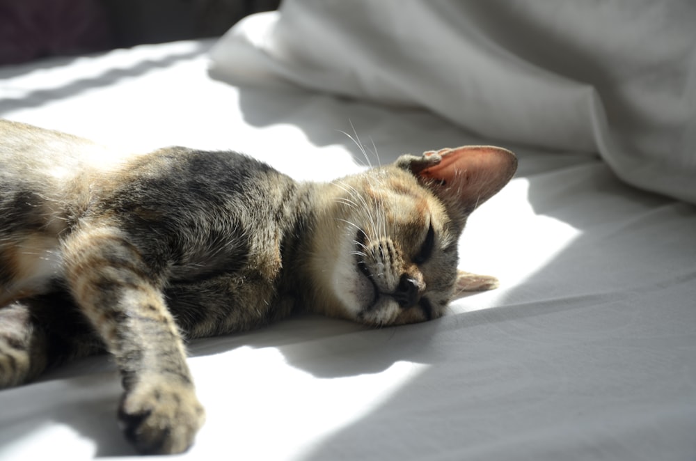 Imágenes de Aesthetic Cat | Descarga imágenes gratuitas en Unsplash