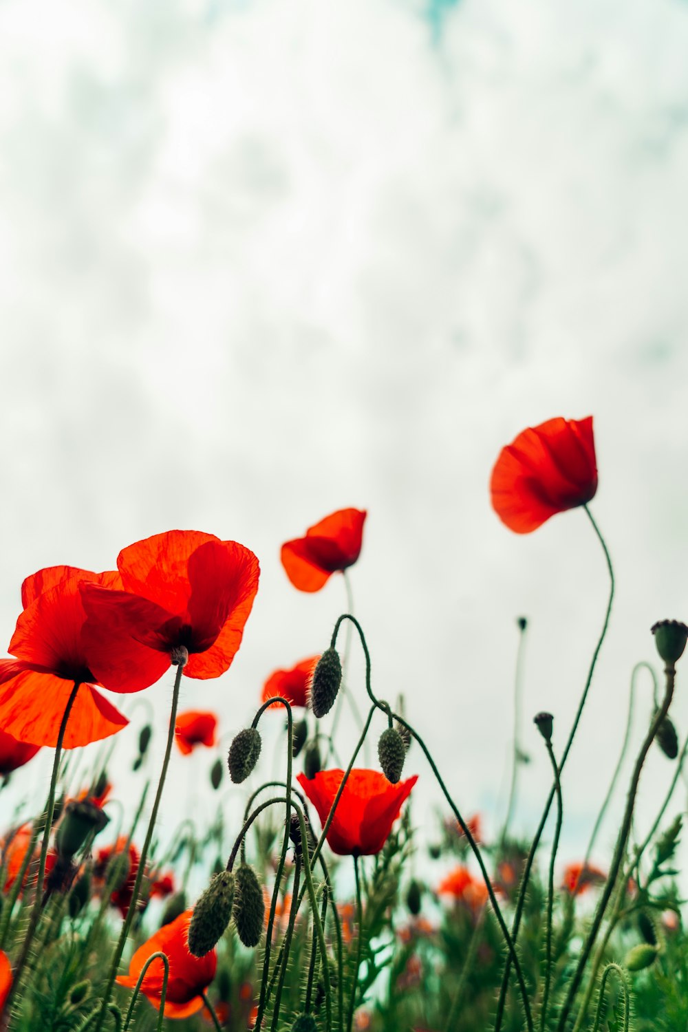 red poppy flowers in bloom during daytime