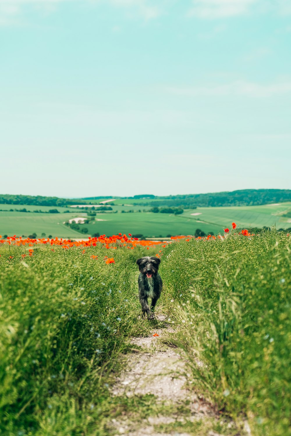 schwarzer kurzhaariger Hund tagsüber auf grünem Grasfeld