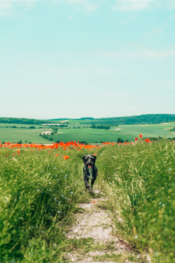 10 activités à faire avec son chien en Charente (16) — le guide complet