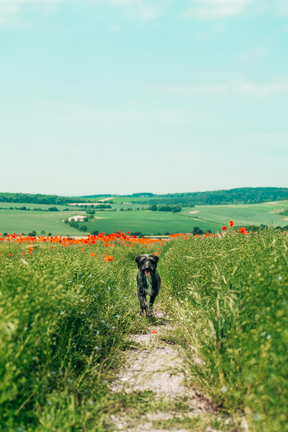 black short coated dog on green grass field during daytime