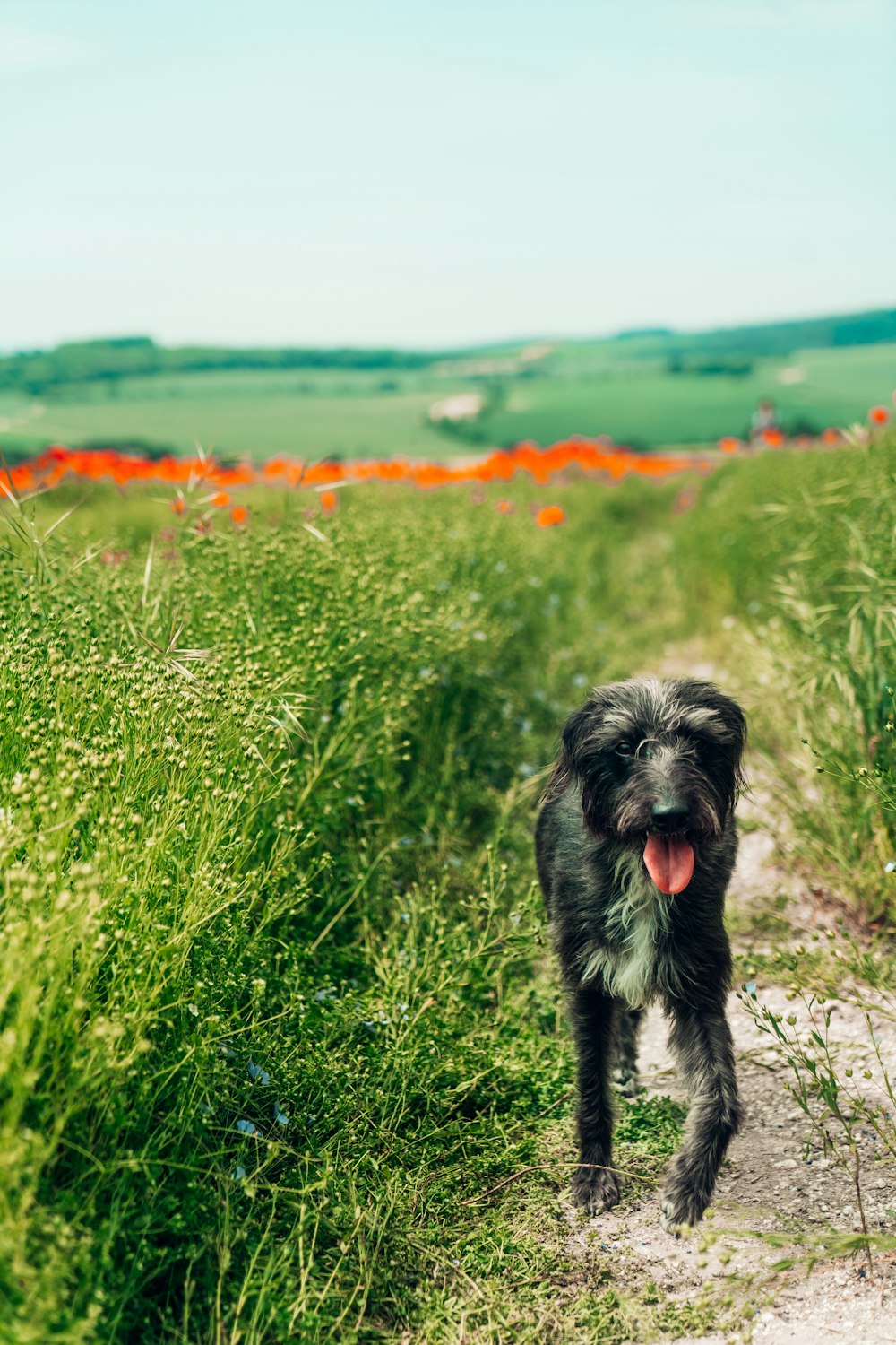 perro pequeño de pelo largo blanco y negro en el campo de hierba verde durante el día