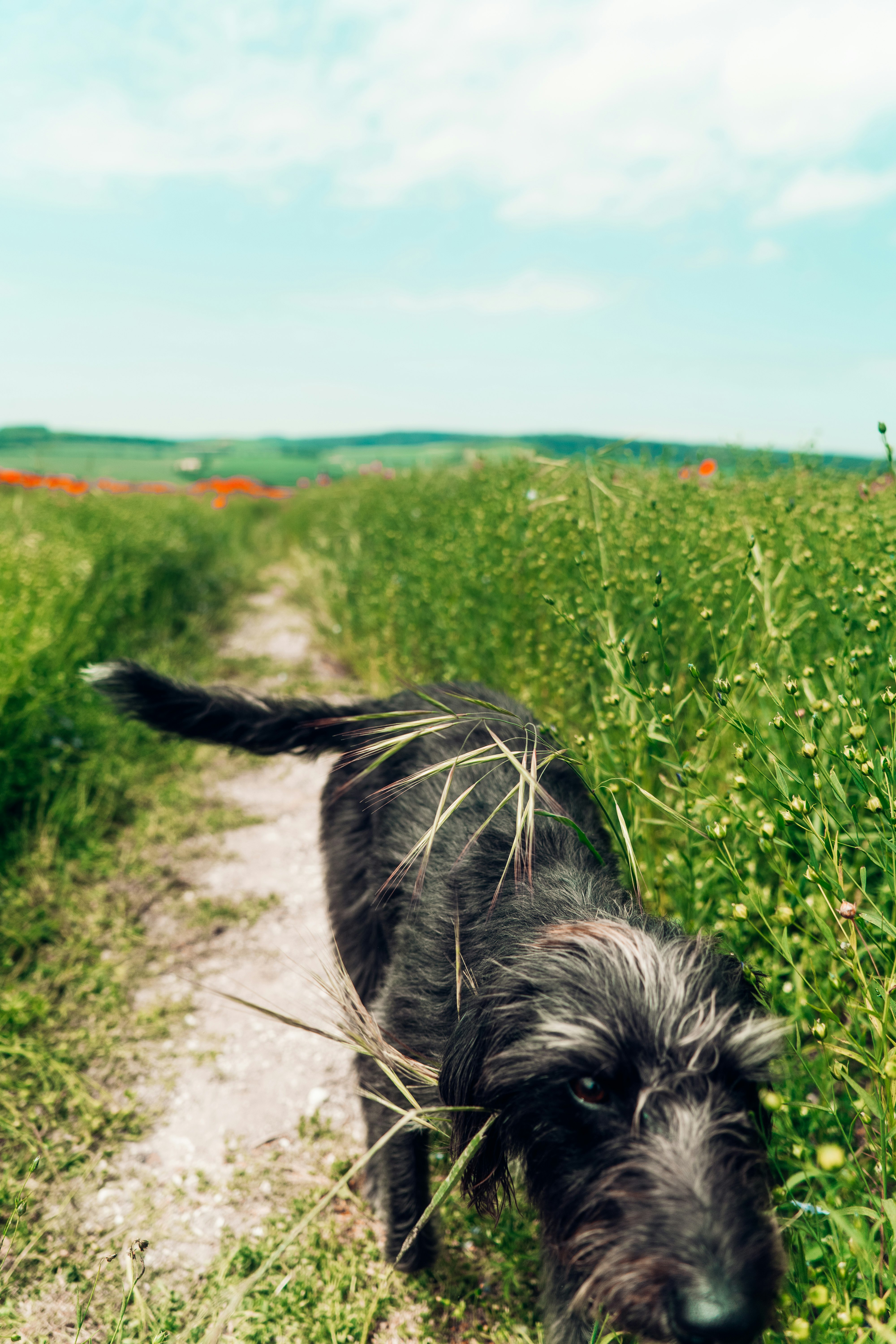 black and white long coated small dog running on green grass field during daytime