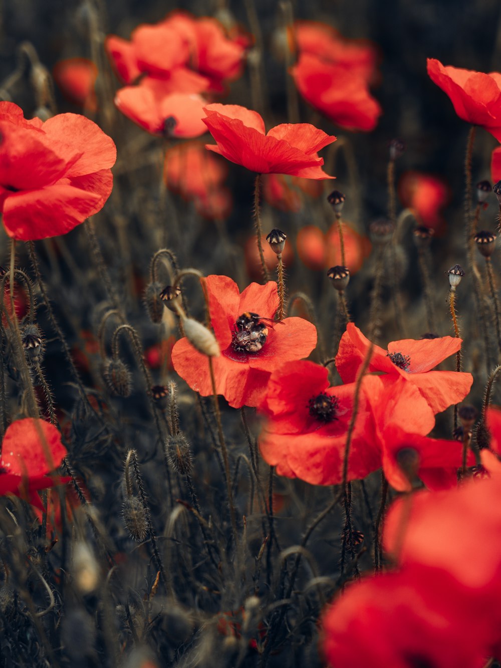 red flowers in tilt shift lens