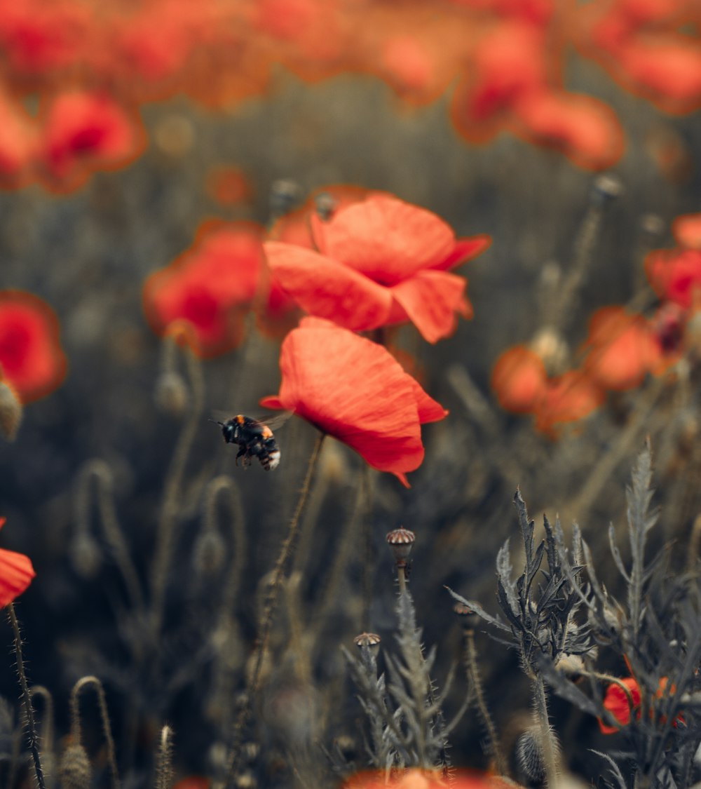 red poppy in bloom during daytime