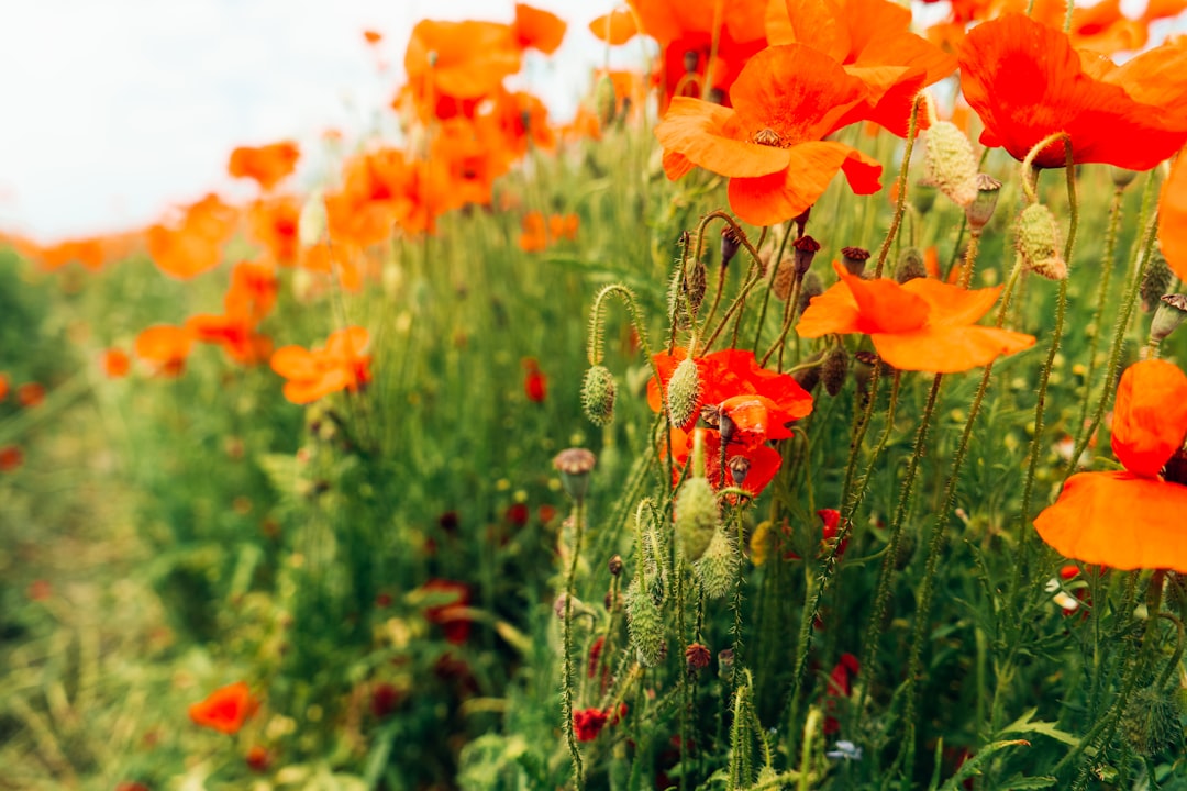 orange flowers with green leaves