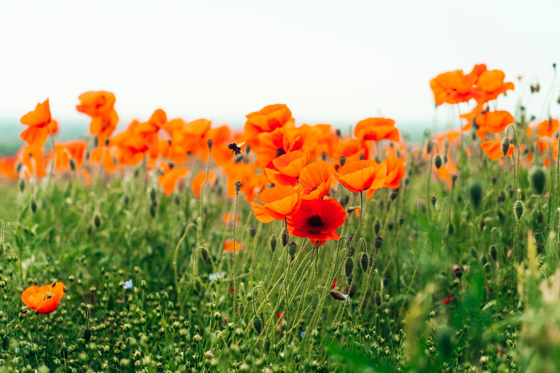 orange flower field during daytime