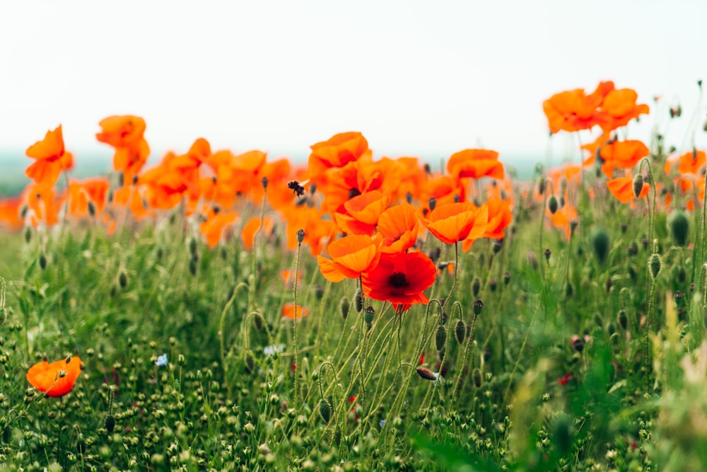 Campo de flores de naranjo durante el día