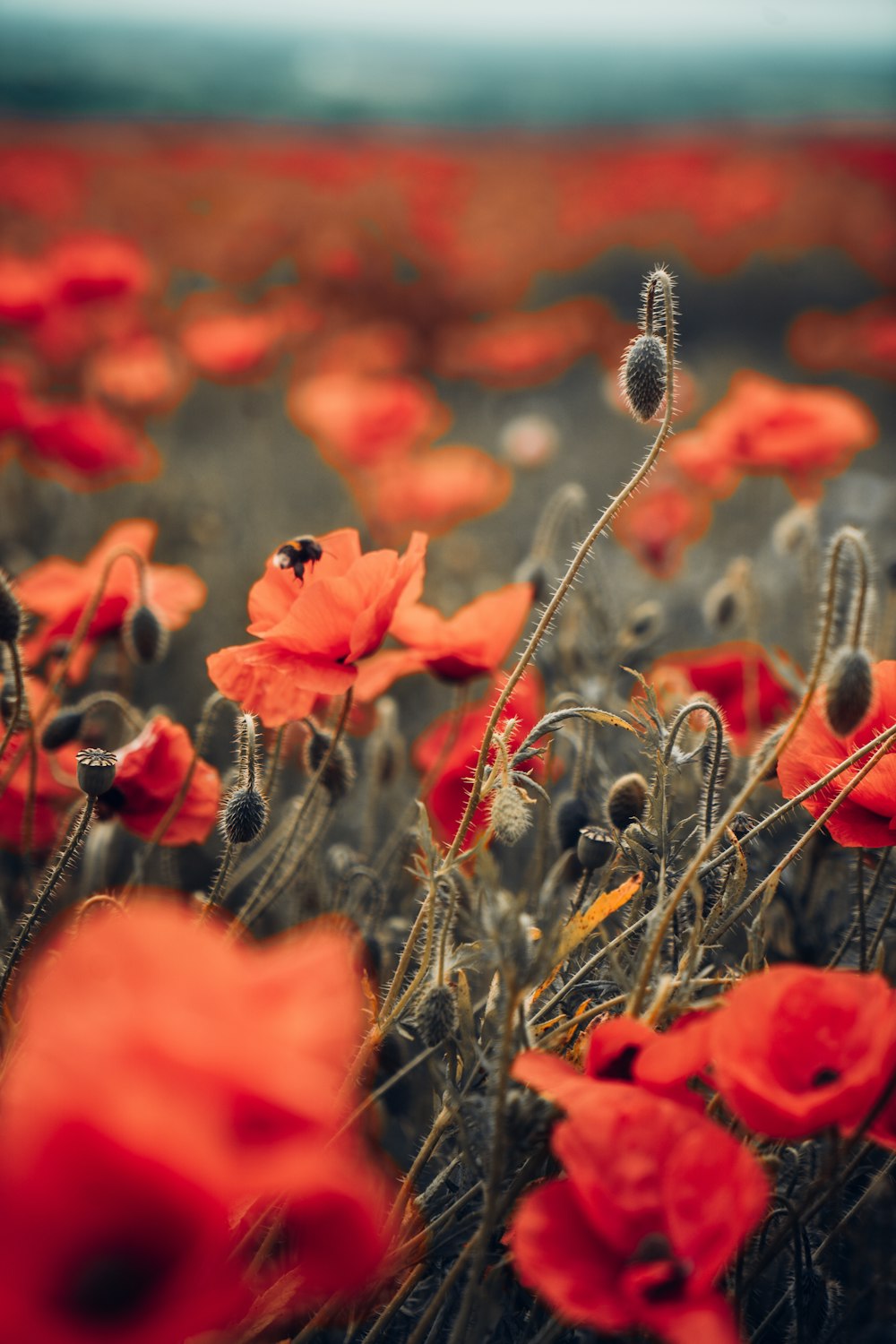 red flowers with green leaves