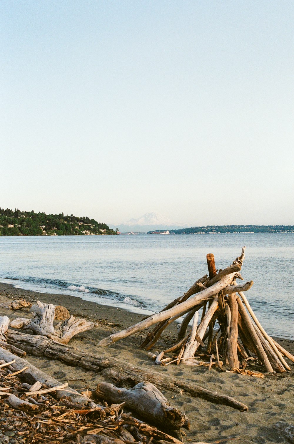 bûche de bois brun sur le bord de mer pendant la journée
