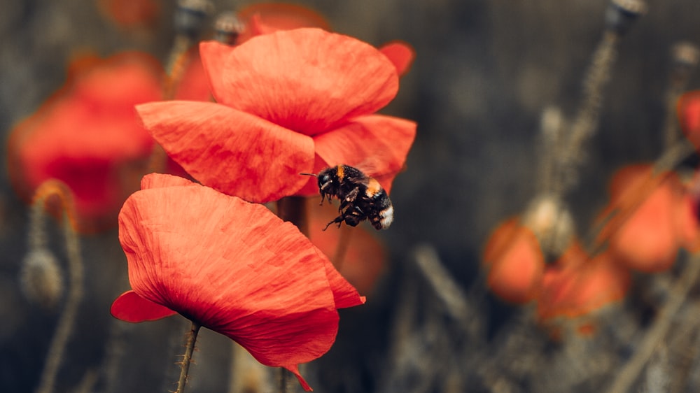 black and yellow bee on red flower