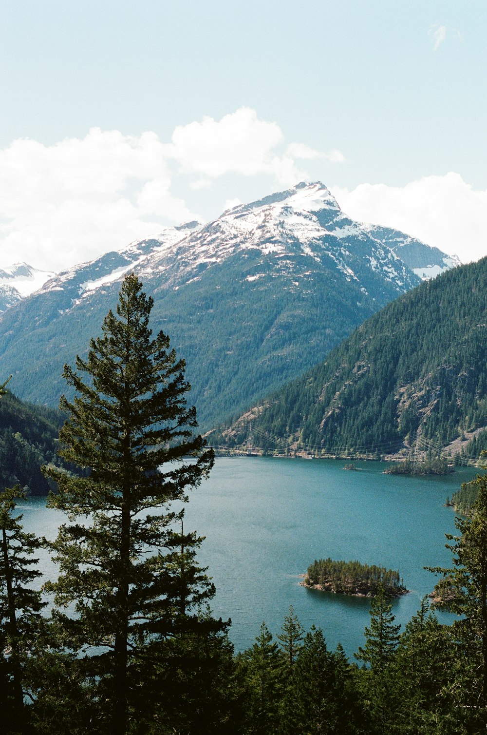 green pine trees near mountain during daytime