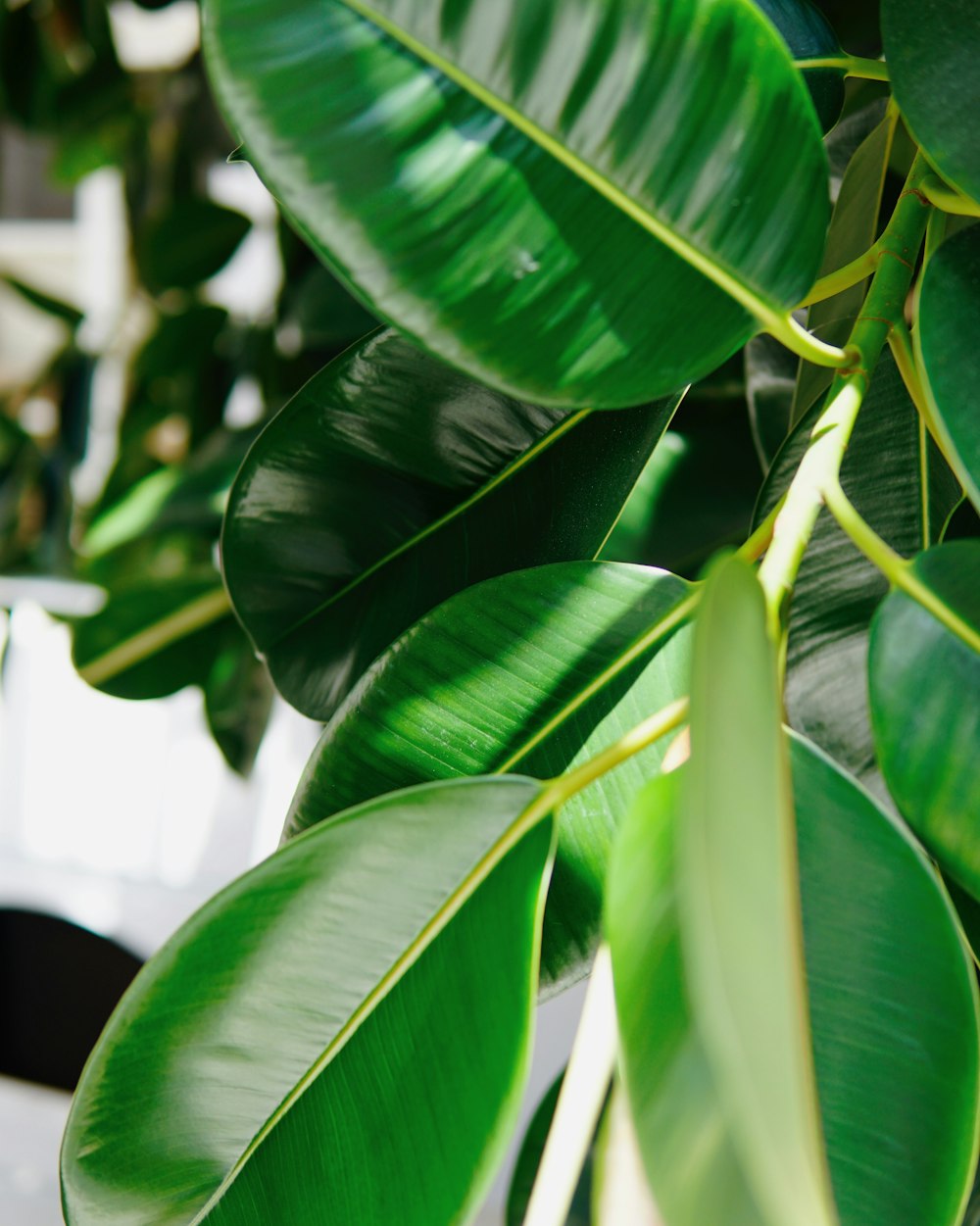 green leaves in close up photography