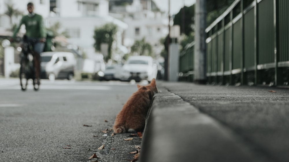 orange tabby cat on gray concrete road during daytime