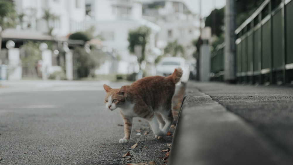 orange and white tabby cat walking on gray concrete road during daytime