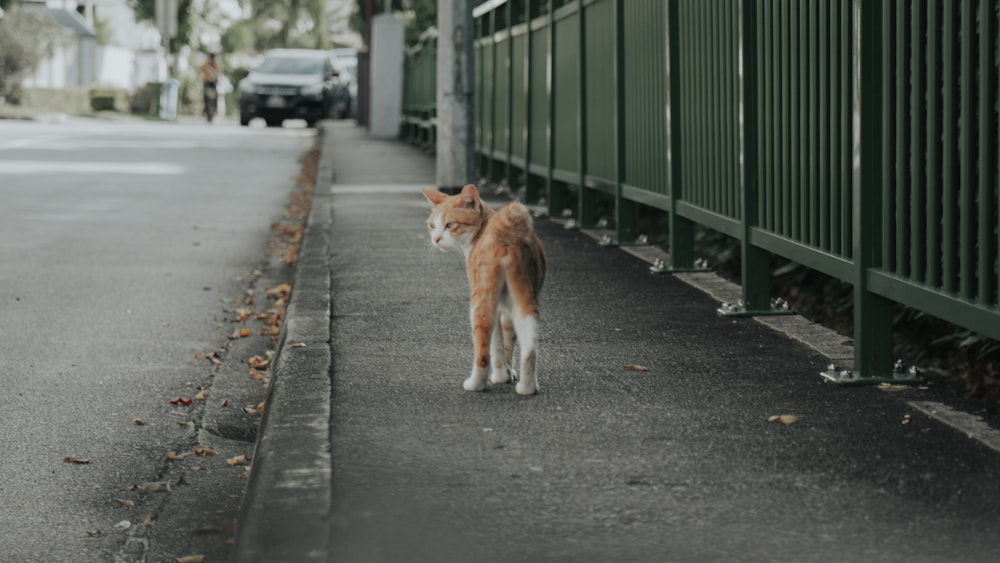 orange and white cat walking on the street