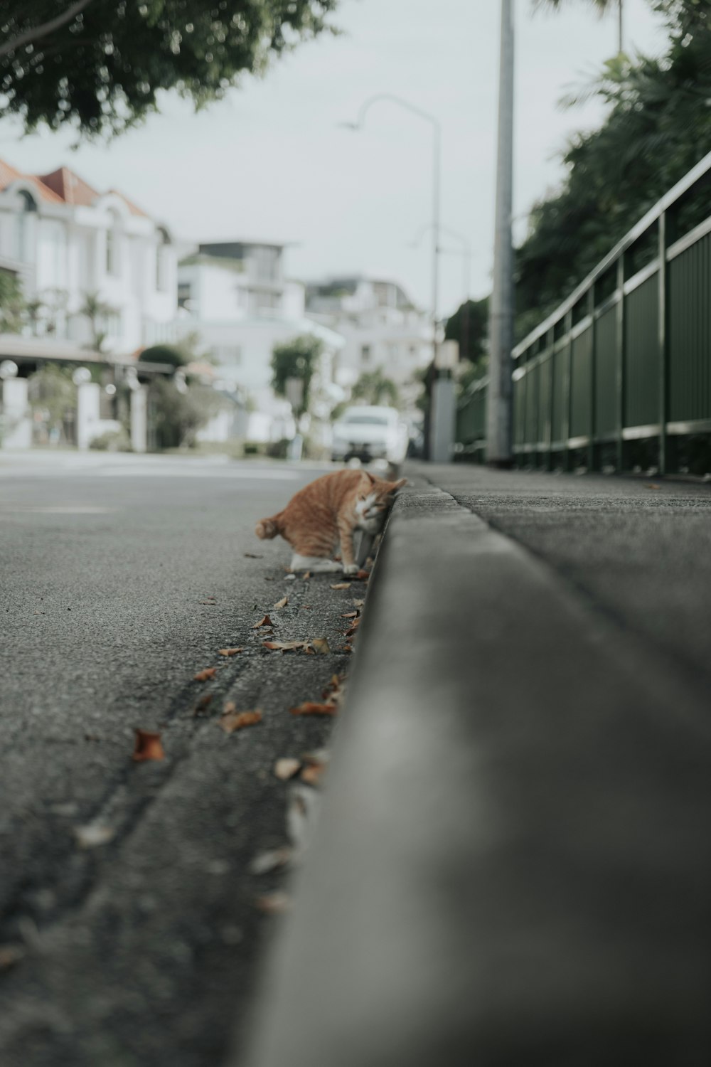 orange tabby cat lying on the road