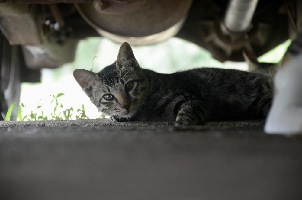 silver tabby cat on black concrete floor