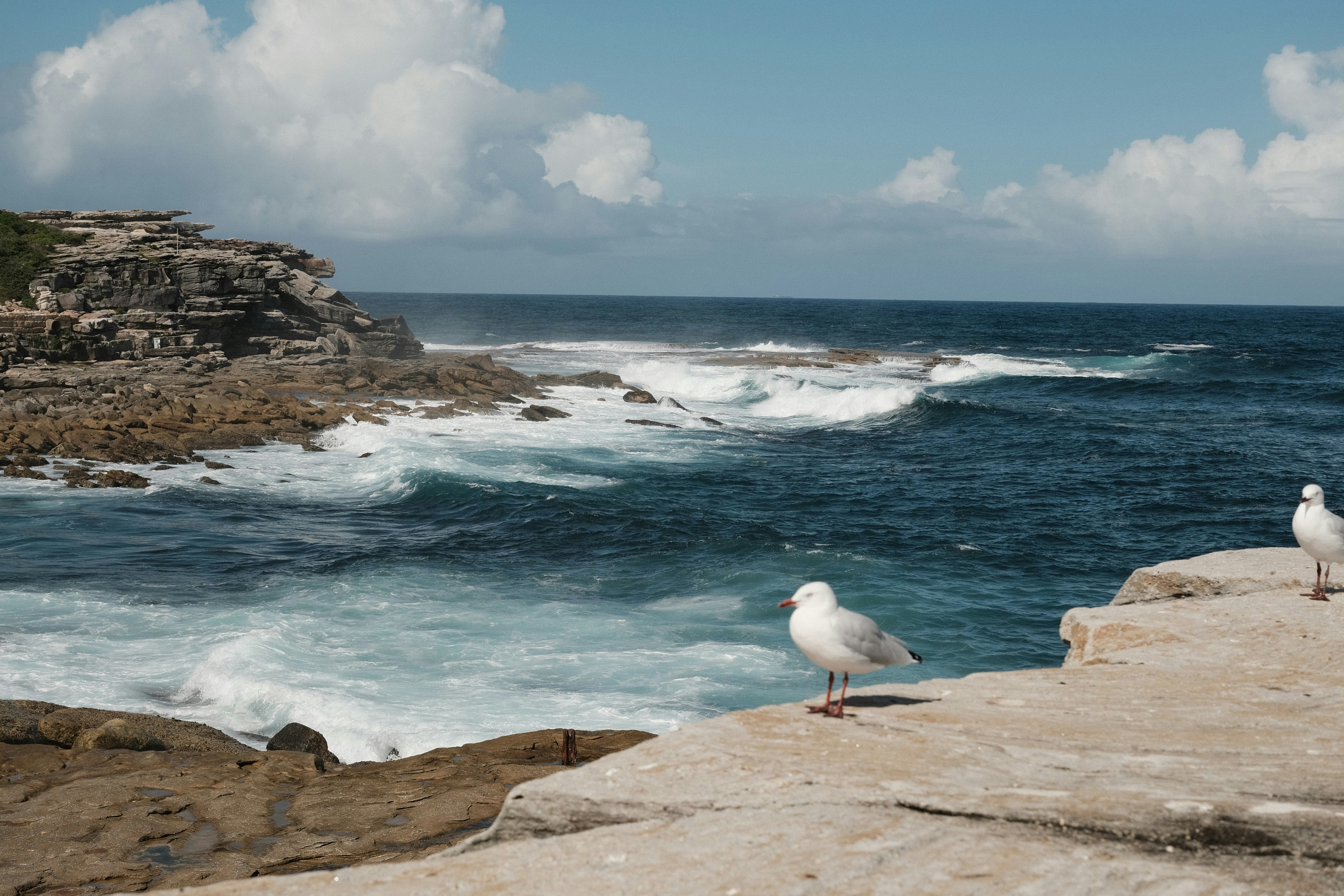 White and gray bird on brown rock near body of water during daytime ...