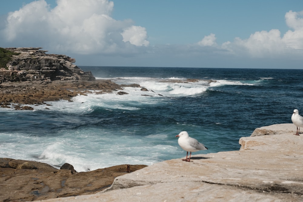 white and gray bird on brown rock near body of water during daytime