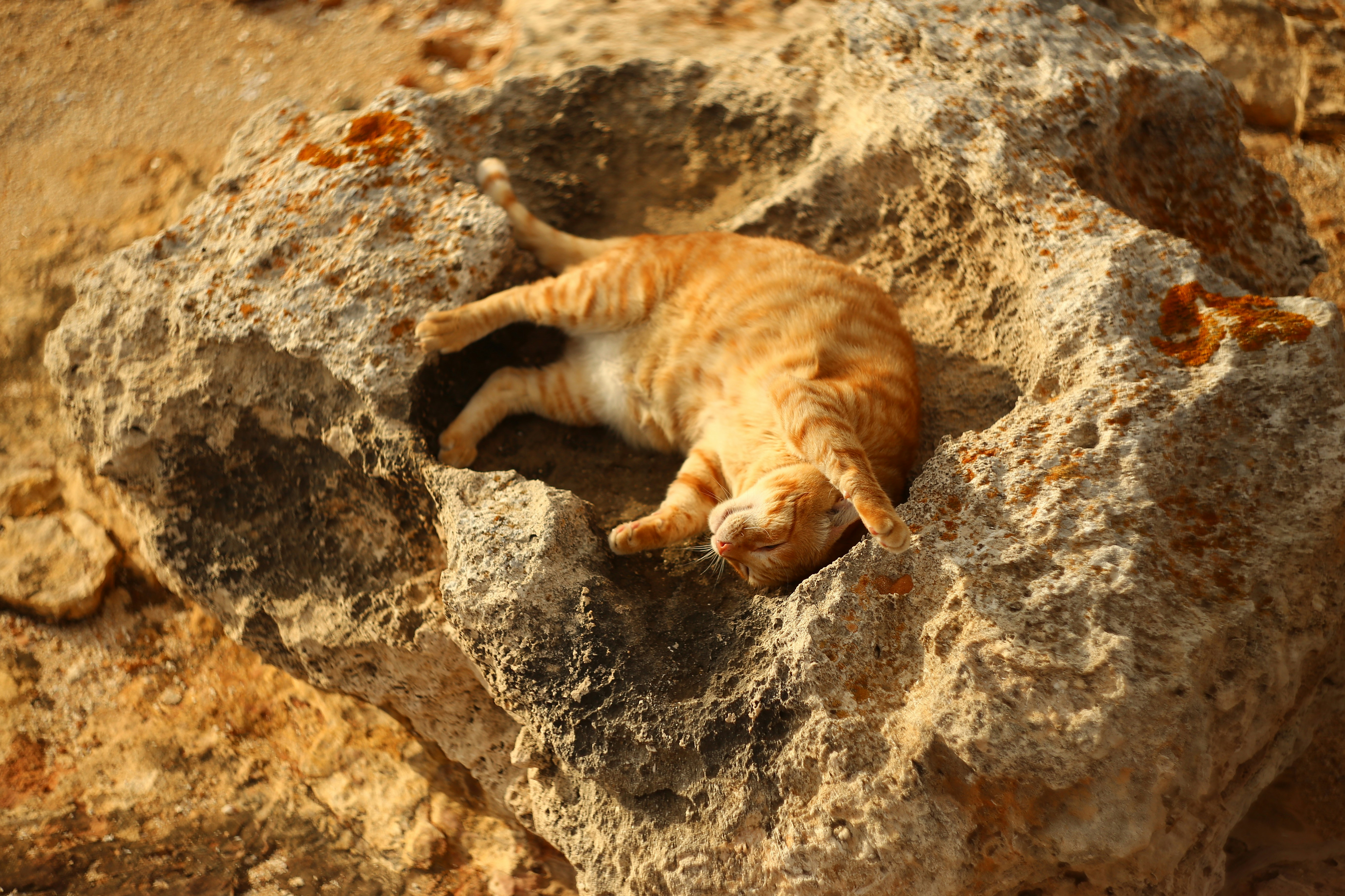 orange tabby cat on brown rock