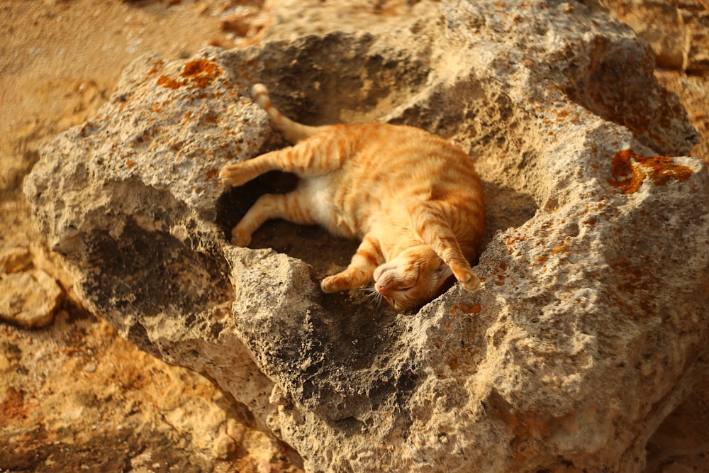 茶色の岩の上のオレンジ色のぶち猫