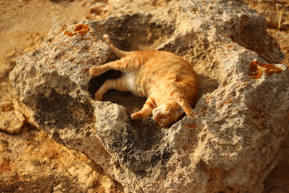 orange tabby cat on brown rock