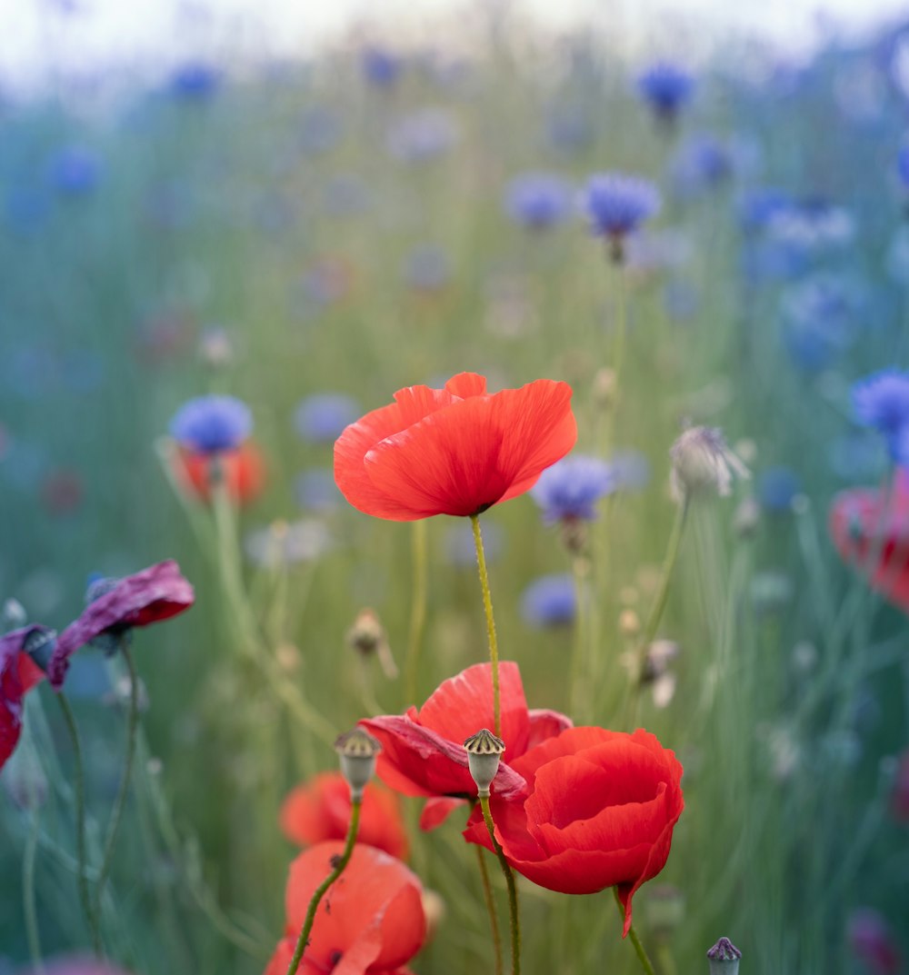 red flower in the field