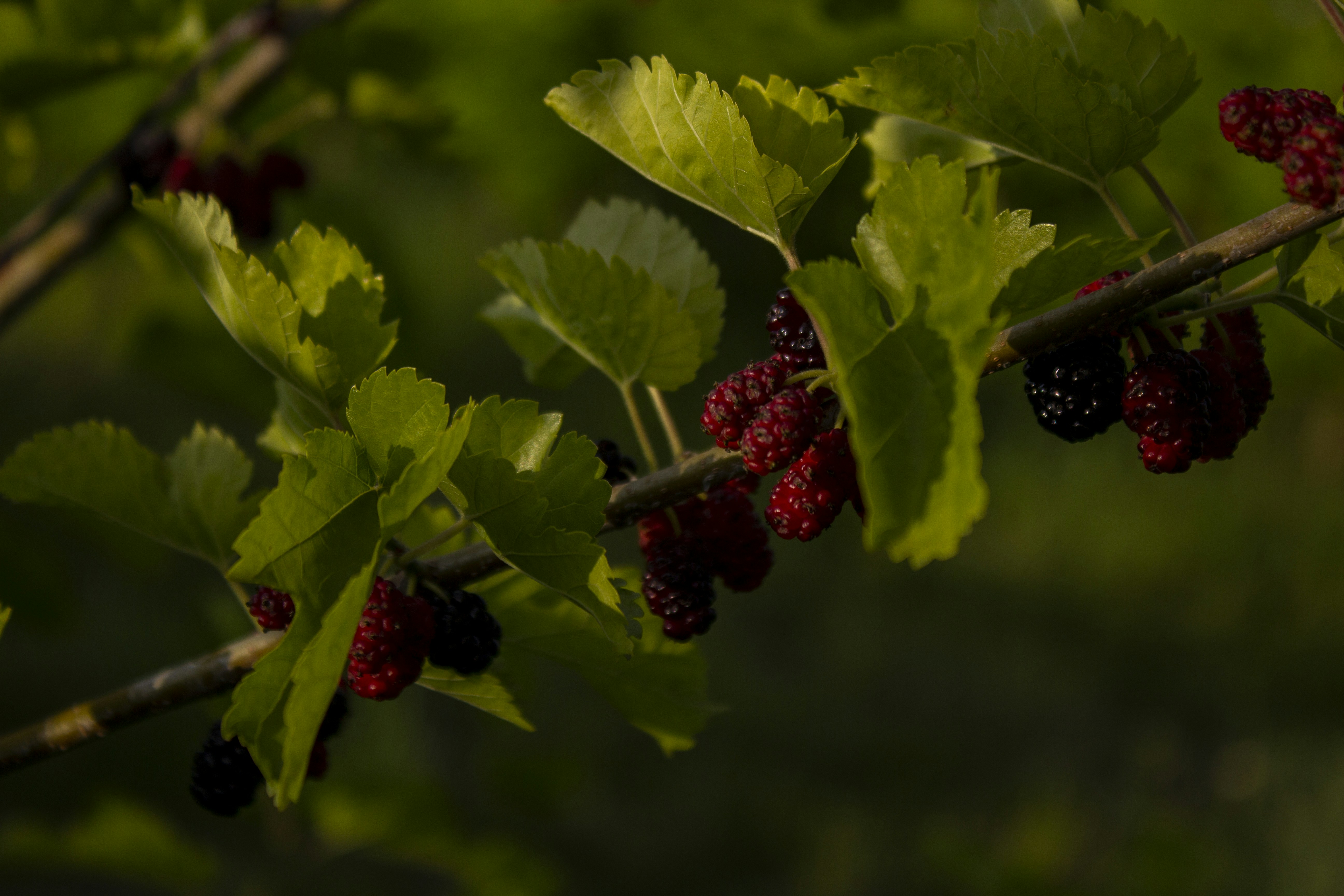 Mulberry Pictures | Download Free Images on Unsplash
