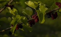 red round fruits on green leaves