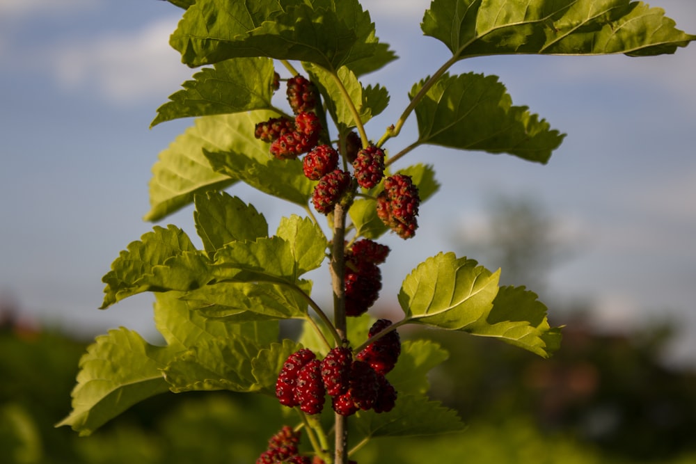 red round fruits on green leaves