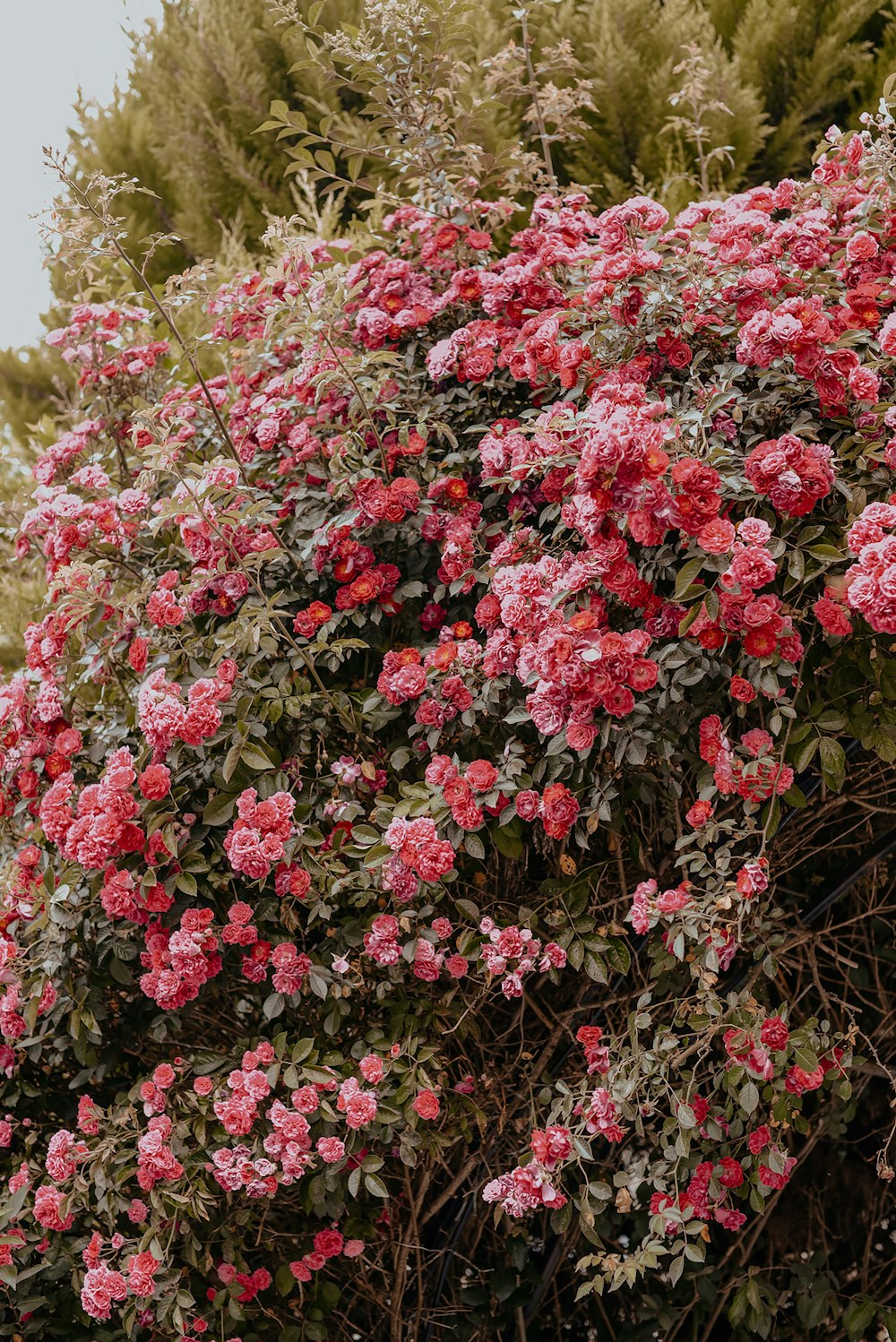 pink flowers with green leaves during daytime