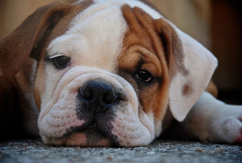 white and brown short coated dog