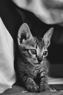 grayscale photo of tabby cat