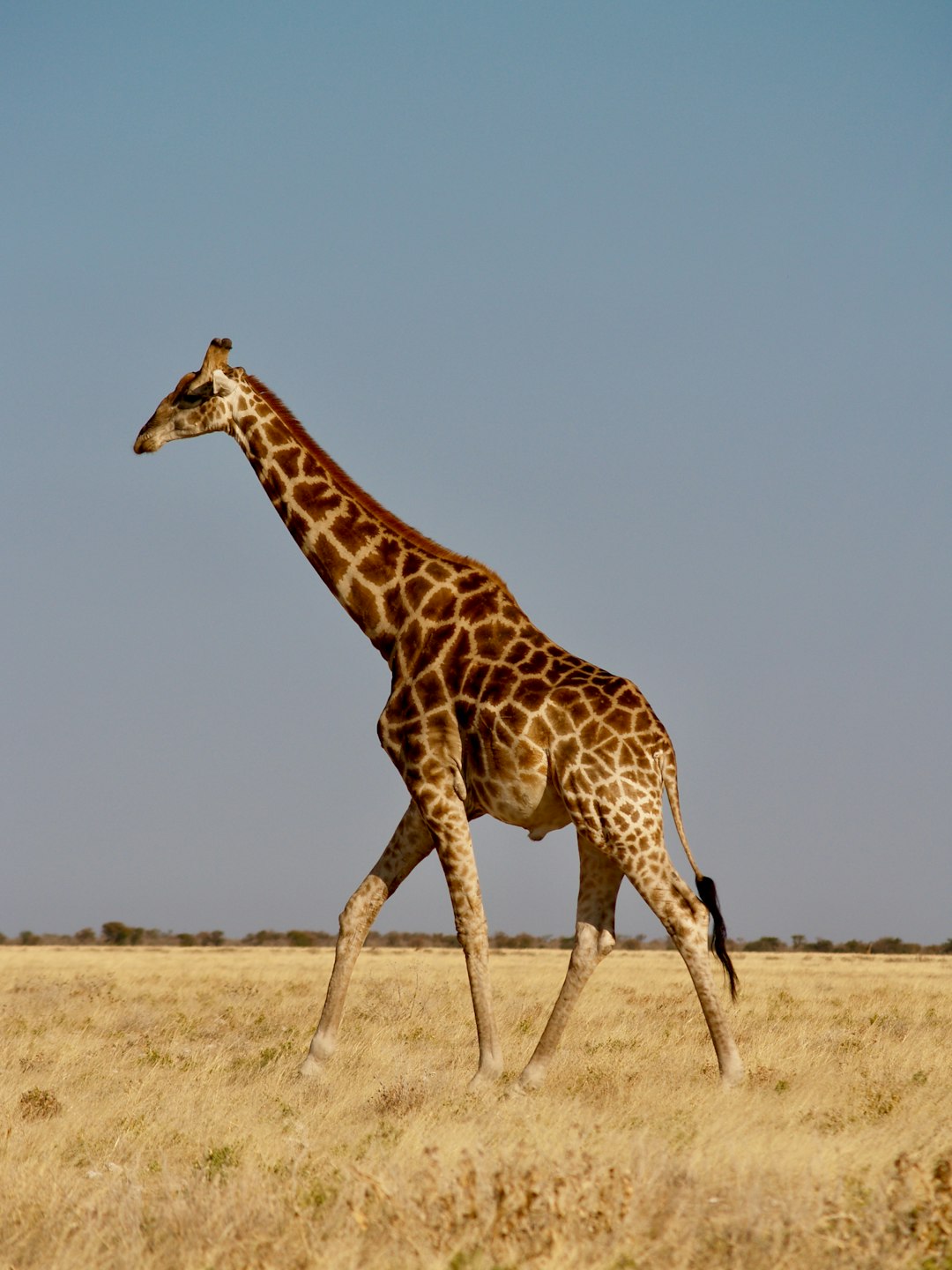 brown giraffe walking on brown field during daytime