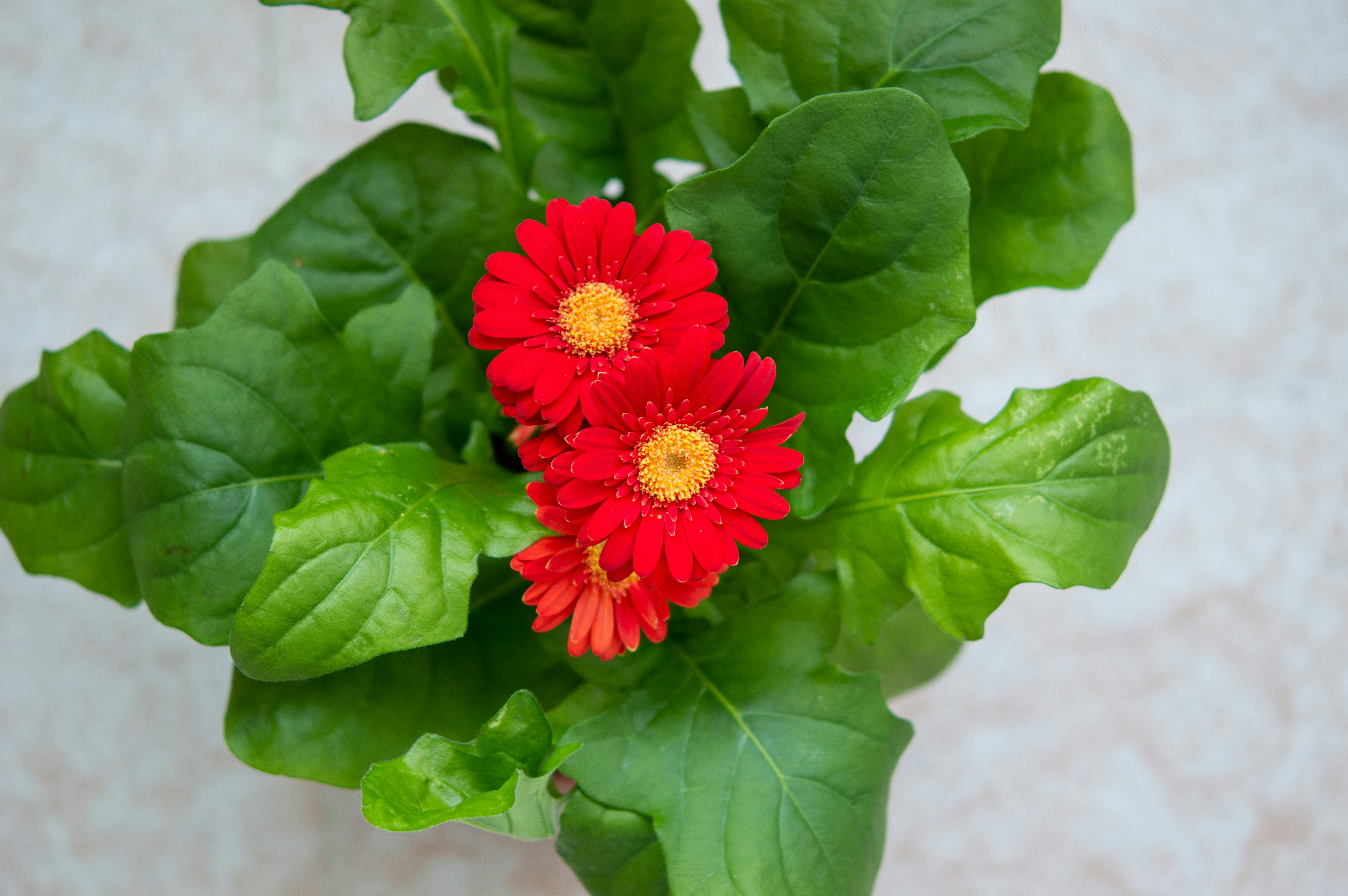 red flower with green leaves