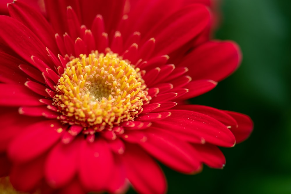 red and yellow flower in bloom