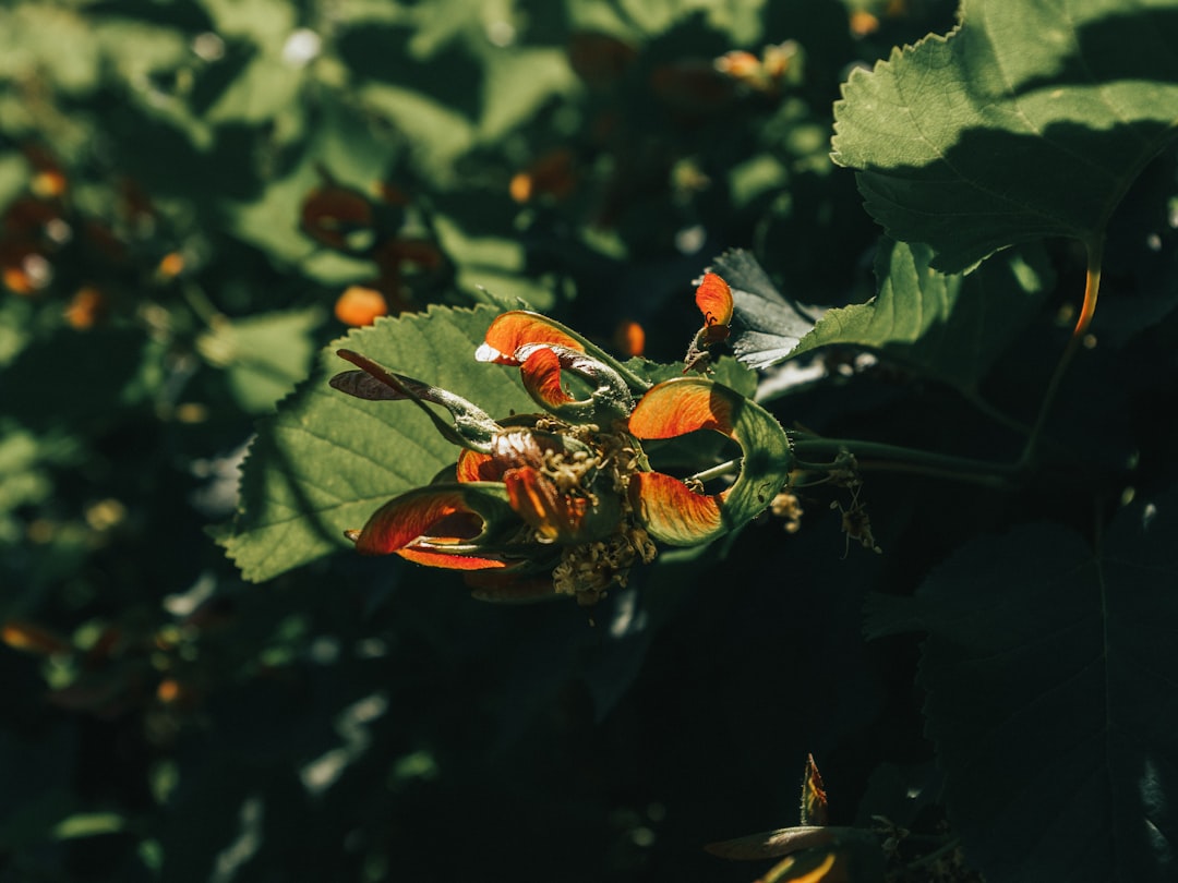 red and green plant with green leaves