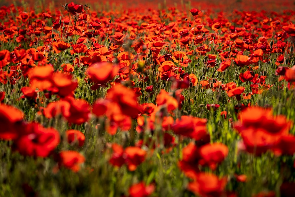 red flower field during daytime