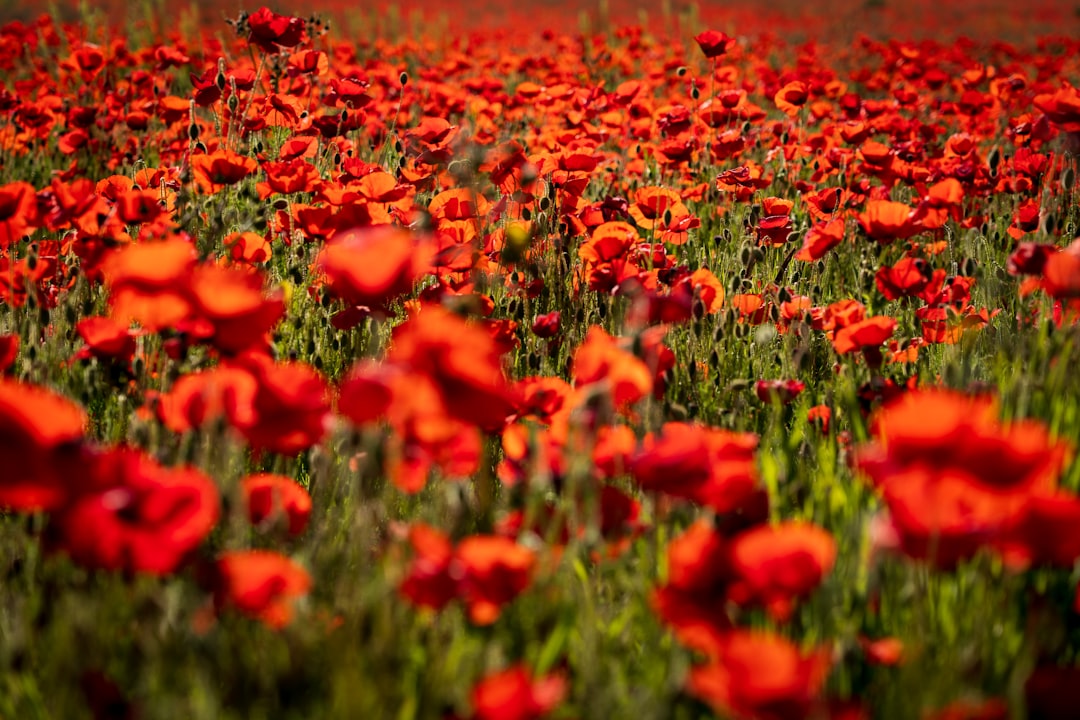 red flower field during daytime