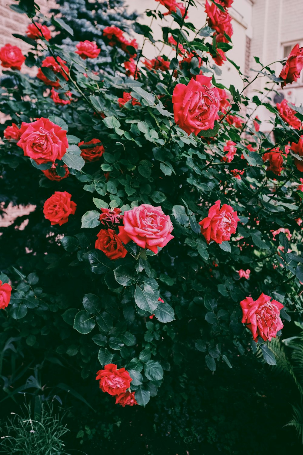 red roses in bloom during daytime