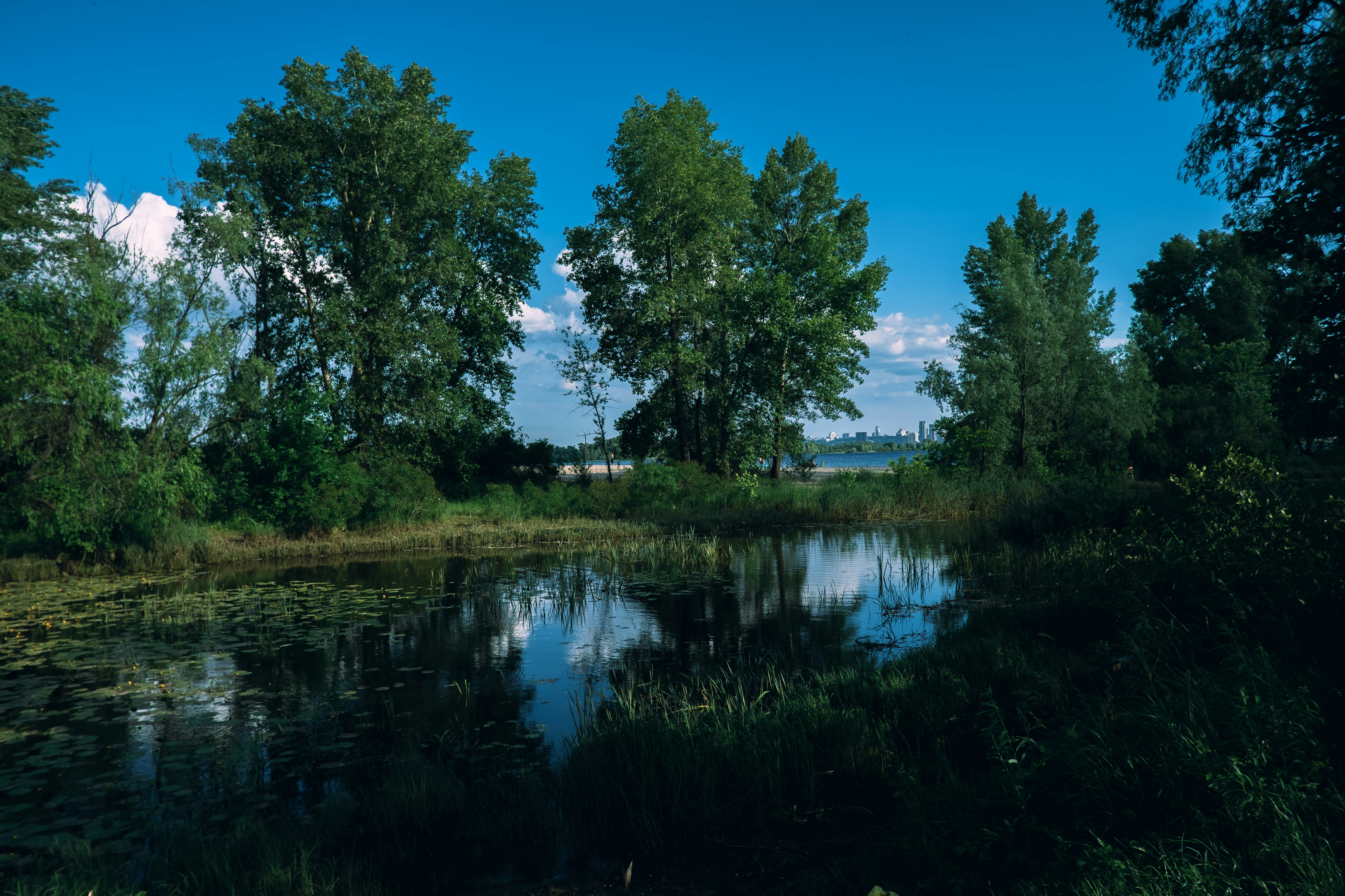 green trees beside river under blue sky during daytime
