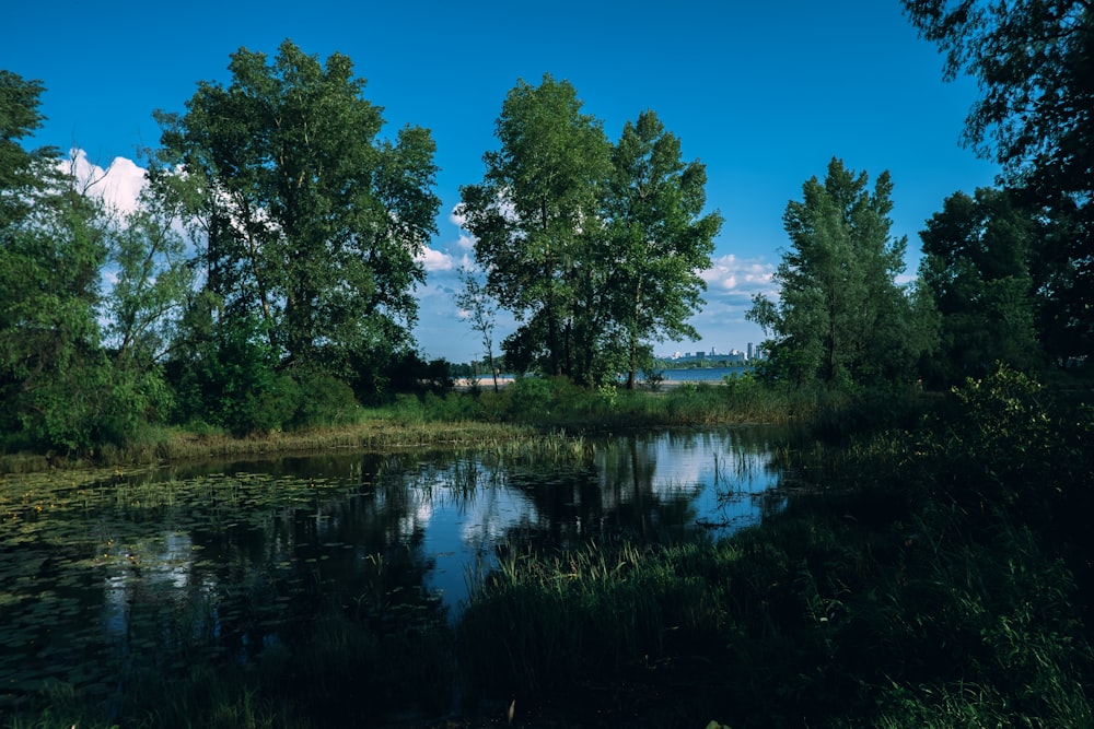 green trees beside river under blue sky during daytime