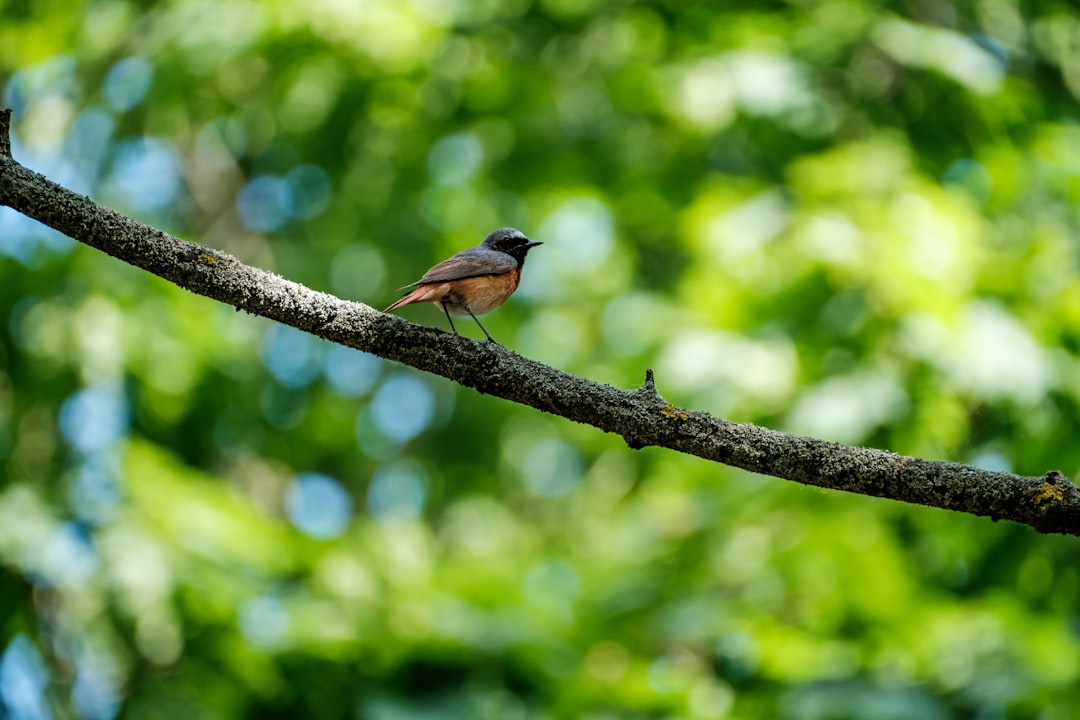 brown and black bird on tree branch during daytime