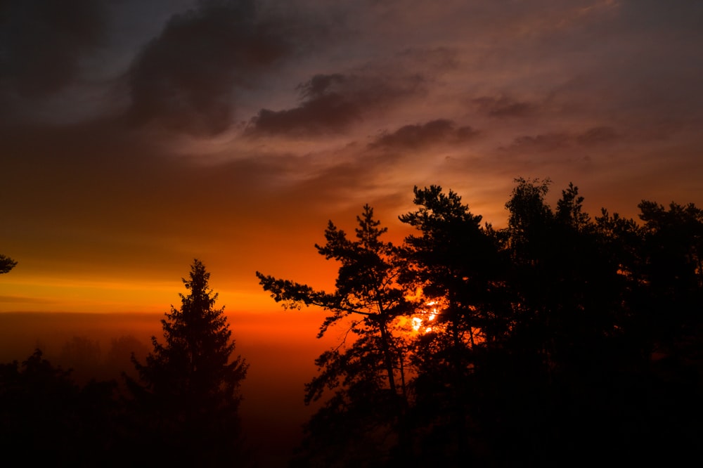 silhouette of trees under cloudy sky during daytime