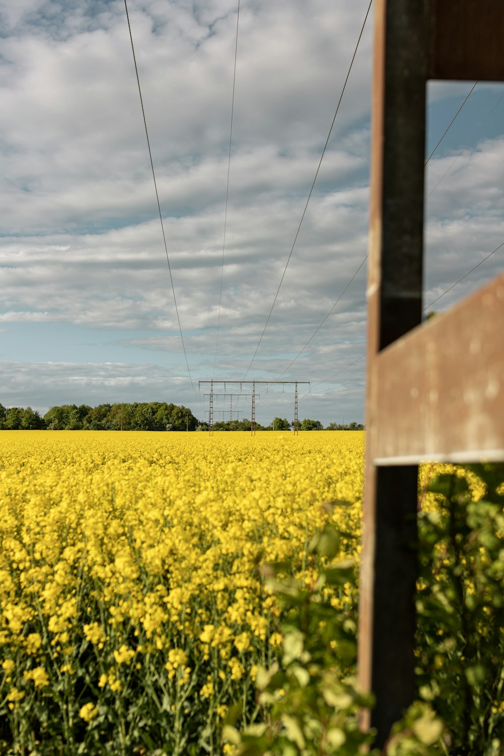 Champ de fleurs jaunes sous un ciel nuageux pendant la journée